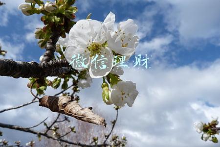 微信理财