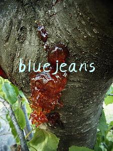 bluejeans