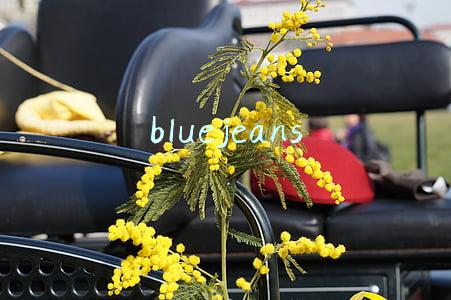 bluejeans