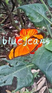 bluejeans