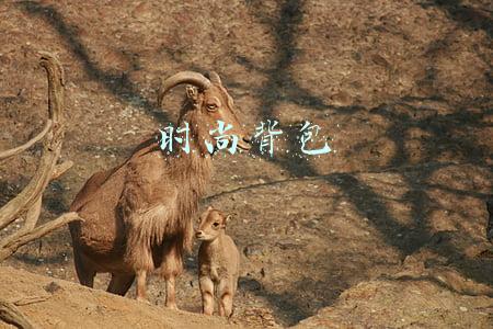 时尚背包