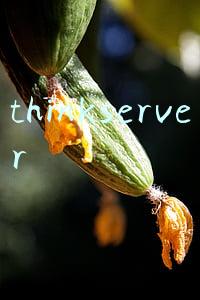 thinkserver