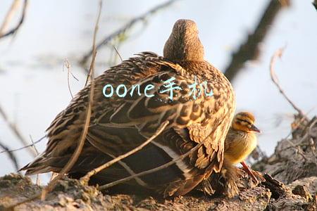 oone手机