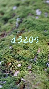 d3205