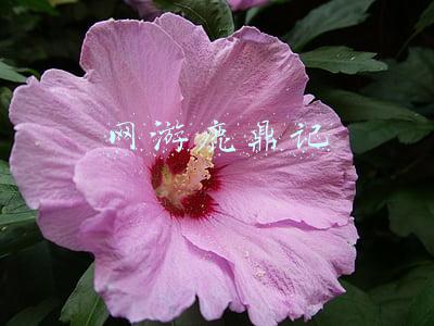 网游鹿鼎记