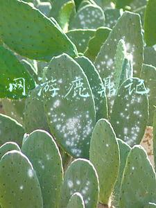 网游鹿鼎记