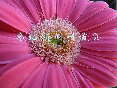 东北新闻网网(2021年度沈阳十大新闻出炉)