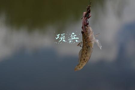 项兵