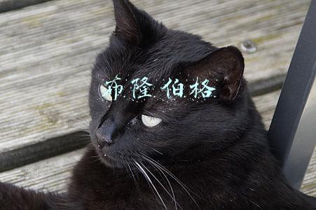布隆伯格