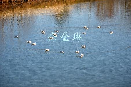 杰奎琳