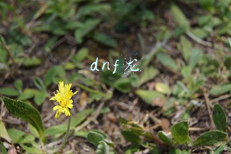 dnf龙