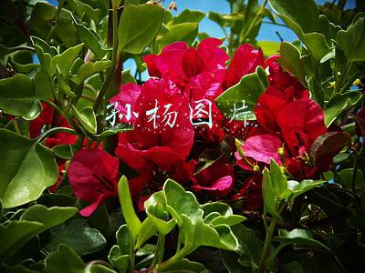 孙杨图片