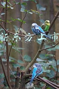 新东方上市