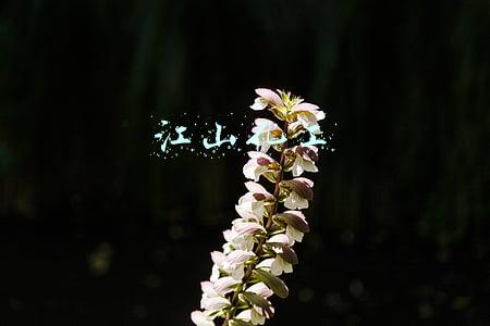 江山化工