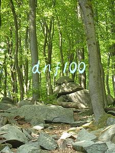 dnf100