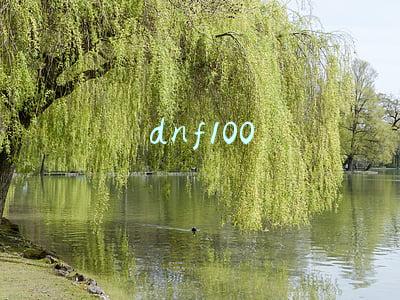 dnf100
