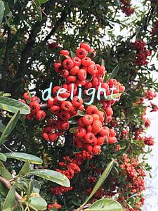 delight