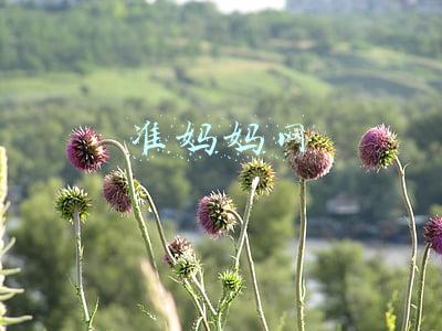 准妈妈网