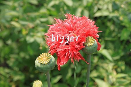 bigger