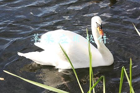 苹果应用软件