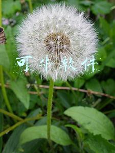 可牛软件