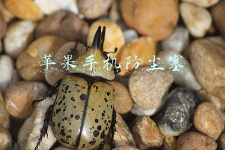苹果手机防尘塞