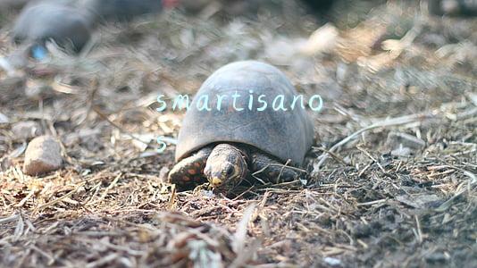 smartisanos