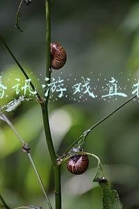 腾讯游戏直播