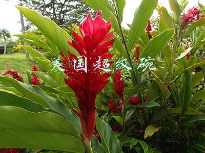 美国超级碗