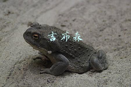吉布森
