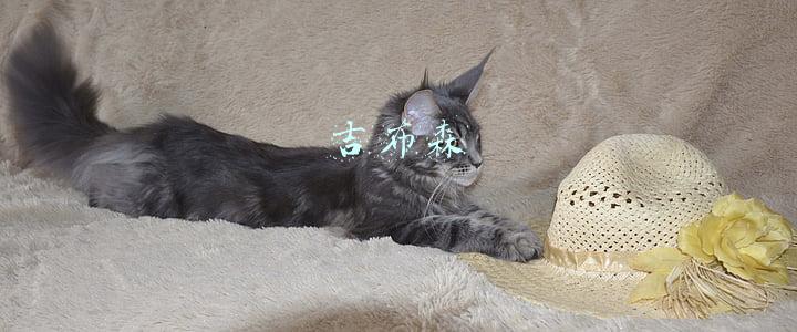 吉布森