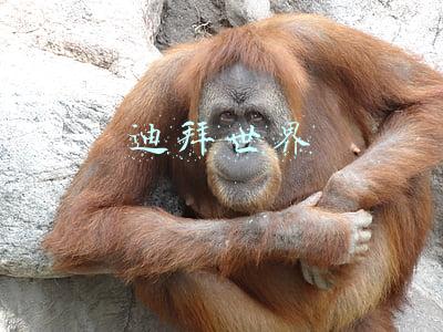 迪拜世界