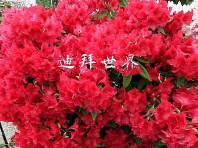 迪拜世界