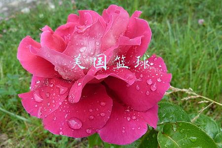 美国篮球