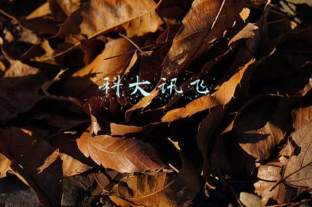 科大讯飞