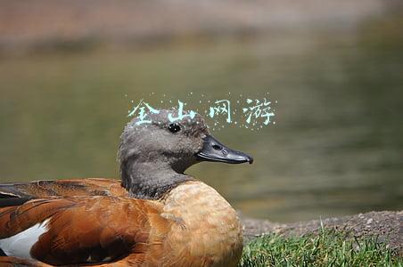 金山网游