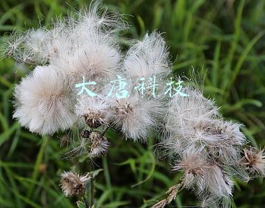 大唐科技有限公司(大唐电信科技股份有限公司)