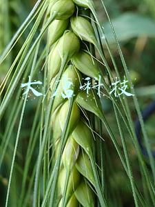 大唐科技股份有限公司(大唐电信科技股份有限公司 关于公司下属子公司重大诉讼进展的公告)
