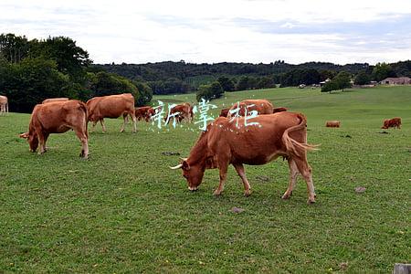 新掌柜