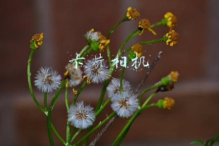 卡片相机