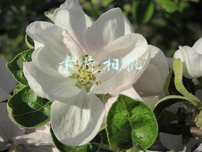 卡片相机