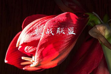 机战联盟