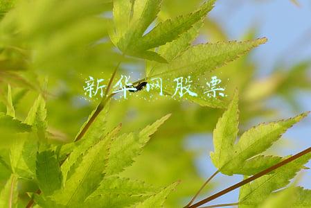 新华网股票