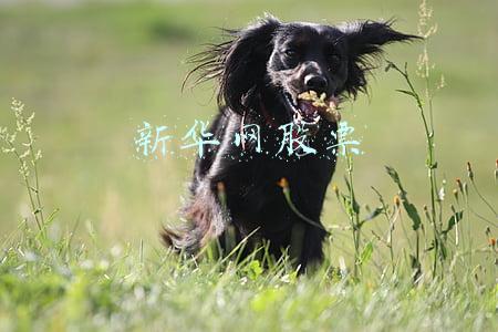 新华网股票