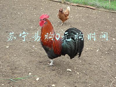 苏宁0元狂欢购(Beats耳机0元送 苏宁电脑微软品牌日提前开抢)