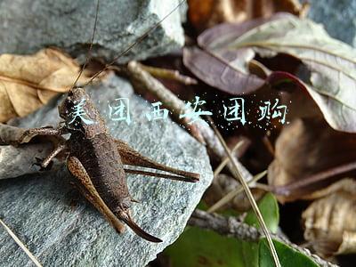 美团西安团购