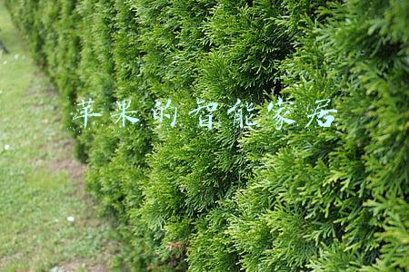 苹果的智能家居