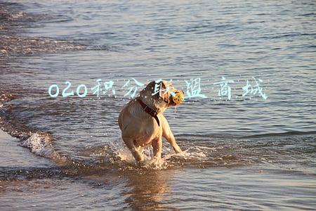 o2o积分联盟商城