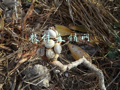 软件直销网