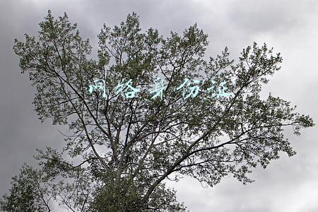 网络身份证